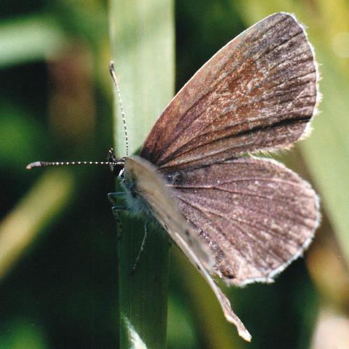 Cupido sp.